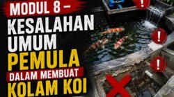 MODUL 8 – KESALAHAN UMUM PEMULA DALAM MEMBUAT KOLAM KOI