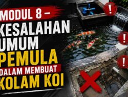 MODUL 8 – KESALAHAN UMUM PEMULA DALAM MEMBUAT KOLAM KOI