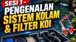 Hubungan Ikan Koi, Air, Filter, Pompa, dan Oksigen