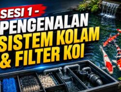 Hubungan Ikan Koi, Air, Filter, Pompa, dan Oksigen