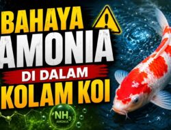 Bahaya Amonia di Dalam Kolam Koi