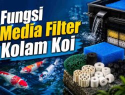 Fungsi Media Filter Kolam Koi