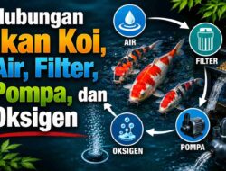 Hubungan Ikan Koi, Air, Filter, Pompa, dan Oksigen