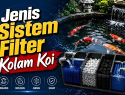 Jenis Sistem Filter Kolam Koi