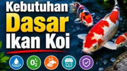 Kebutuhan Dasar Ikan Koi