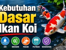 Kebutuhan Dasar Ikan Koi