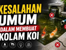 Kesalahan Umum dalam Membuat Kolam Koi