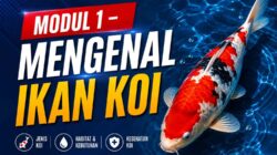 MODUL 1 – MENGENAL IKAN KOI