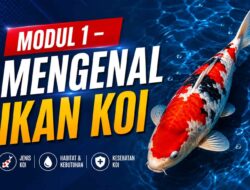 MODUL 1 – MENGENAL IKAN KOI