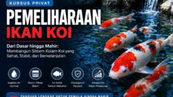 MODUL KURSUS PRIVAT PEMELIHARAAN IKAN KOI