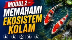 MODUL 2 – MEMAHAMI EKOSISTEM KOLAM