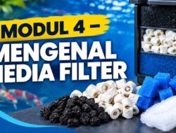 MODUL 4 – MENGENAL MEDIA FILTER